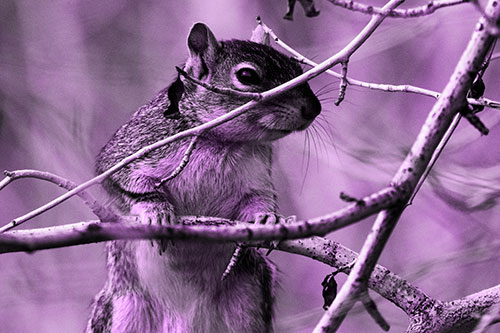 Standing Squirrel Peeking Over Tree Branch (Purple Tone Photo)