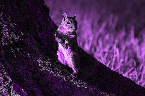 Standing Squirrel Poses Among Sloping Tree Stump (Purple Tone)