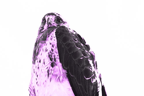Startled Looking Rough Legged Hawk (Purple Tone Photo)