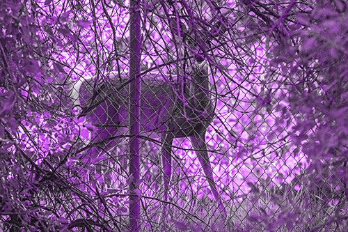 Startled White Tailed Deer Freezes Behind Chain Link Fence (Purple Tone)