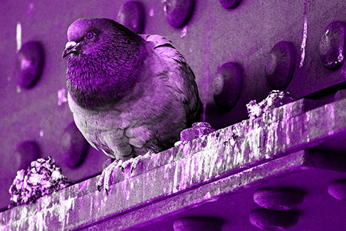 Steel Beam Perched Pigeon Keeping Watch (Purple Tone Photo)