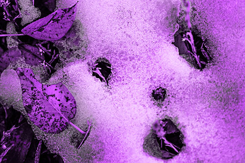 Stem Shocked Snow Face Among Fallen Leaves (Purple Tone Photo)