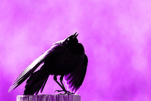 Stomping Grackle Croaking Atop Wooden Fence Post (Purple Tone Photo)