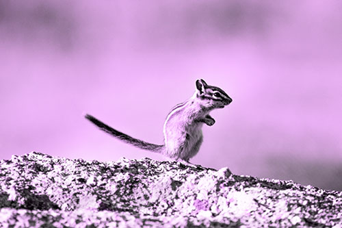 Straight Tailed Standing Chipmunk Clenching Paws (Purple Tone Photo)