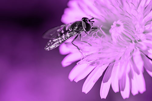 Striped Hoverfly Pollinating Flower (Purple Tone Photo)