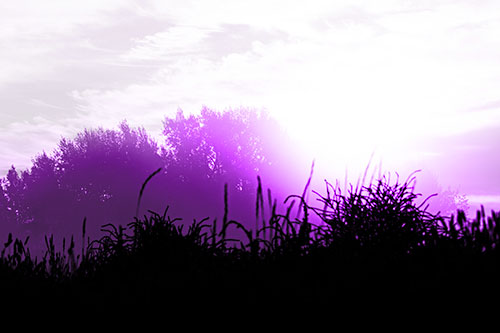 Sun Rises Beyond Fog Filled Treeline (Purple Tone Photo)