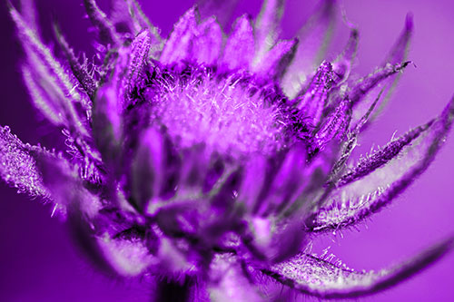 Sunflower Bud Unfurling Towards Sunlight (Purple Tone Photo)