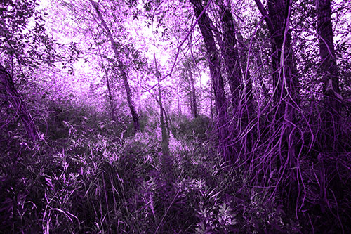 Sunlight Bursts Through Shaded Forest Trees (Purple Tone Photo)