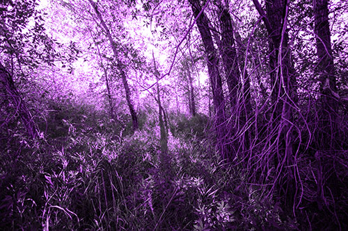 Sunlight Bursts Through Shaded Forest Trees (Purple Tone)