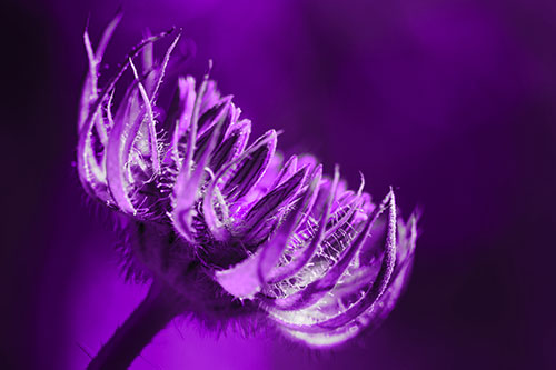 Sunlight Enters Spiky Unfurling Sunflower Bud (Purple Tone)