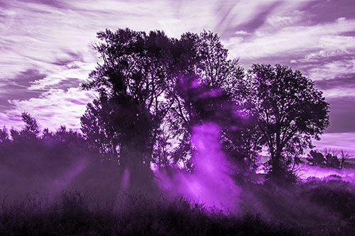Sunlight Rays Burst Through Fog Surrounded Trees (Purple Tone Photo)