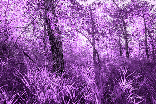 Sunrise Casts Forest Tree Shadows (Purple Tone Photo)