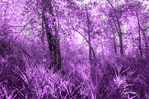 Sunrise Casts Forest Tree Shadows (Purple Tone)