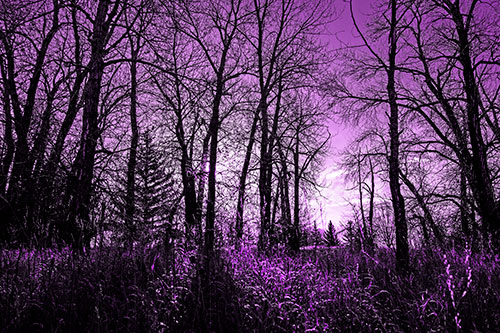 Sunrise Through Snow Covered Trees (Purple Tone Photo)