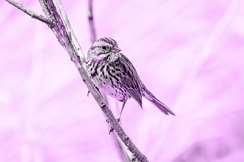 Surfing Song Sparrow Rides Tree Branch (Purple Tone Photo)