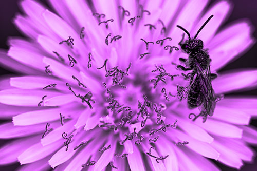 Sweat Bee Collecting Dandelion Pollen (Purple Tone Photo)