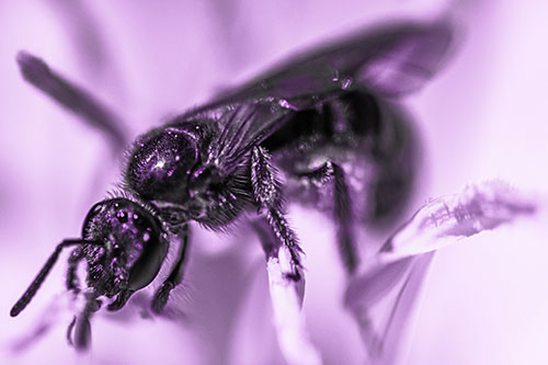 Sweat Bee Enjoying Primrose Flower Pollen (Purple Tone)