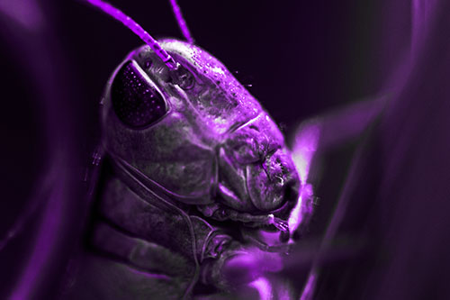 Sweaty Grasshopper Seeking Shade (Purple Tone Photo)