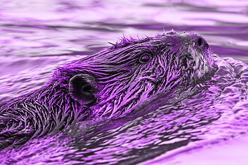Swimming Beaver Keeping Head Above Water (Purple Tone Photo)