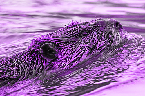 Swimming Beaver Keeping Head Above Water (Purple Tone)
