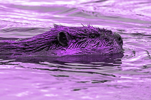 Swimming Beaver Patrols River Surroundings (Purple Tone Photo)