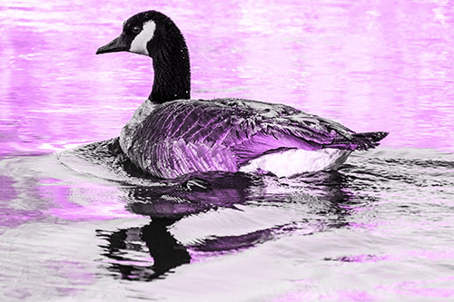 Swimming Goose Ripples Through Water (Purple Tone)