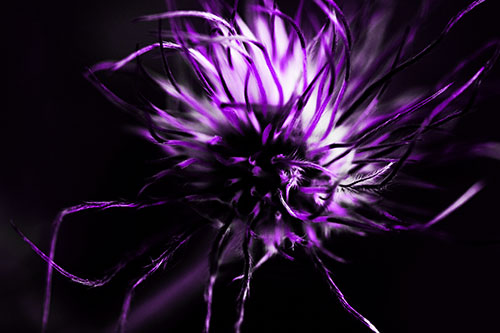 Swirling Pasque Flower Seed Head (Purple Tone Photo)