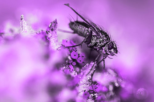 Tachinid Fly Terrorizing Aphids Among Milkweed Pod (Purple Tone)
