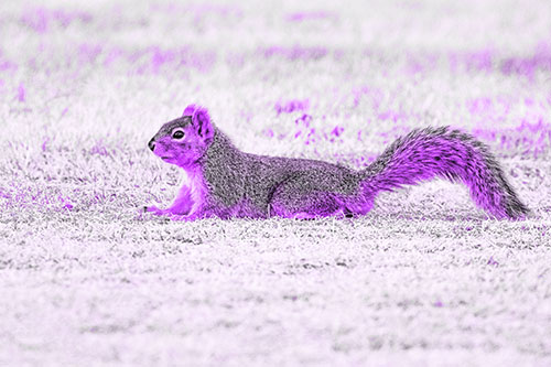 Tail Wagging Squirrel Sitting Among Dead Grass (Purple Tone)