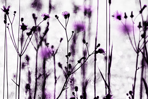 Tall Towering Stemmed Dandelion Flowers (Purple Tone Photo)