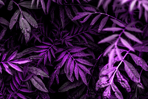Tattered Fern Plants Emerge From Darkness (Purple Tone Photo)