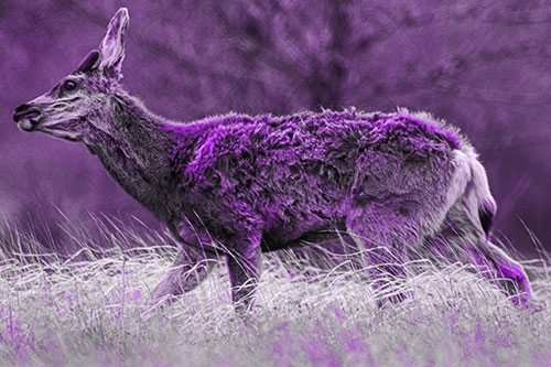 Tense Faced Mule Deer Wanders Among Blowing Grass (Purple Tone Photo)
