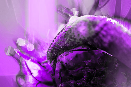 Tentacle Eyed Marsh Slug Slithering Over Flower (Purple Tone Photo)