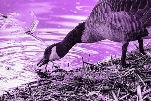 Thirsty Canadian Goose Drinking Water Along Shore (Purple Tone)