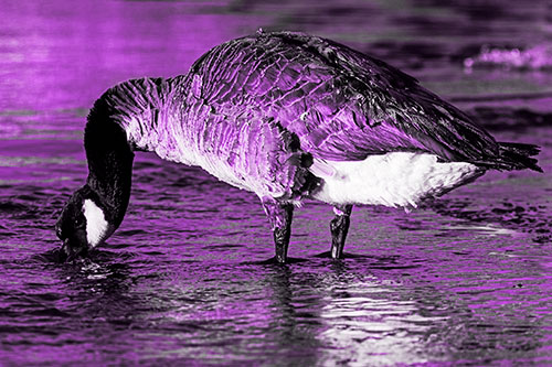 Thirsty Goose Drinking Ice River Water (Purple Tone Photo)