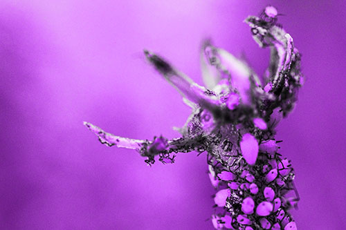 Tiny Aphids Gathered Among Milkweed Claw (Purple Tone)