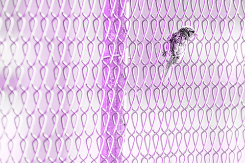 Tiny Cassins Finch Bird Clasping Chain Link Fence (Purple Tone Photo)