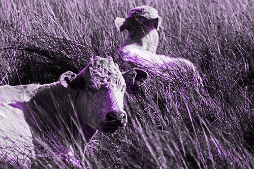 Tired Cows Lying Down Among Grass (Purple Tone Photo)