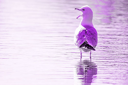 Tired Seagull Yawning Among Shallow Water (Purple Tone)