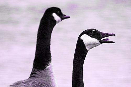 Tongue Screaming Canadian Goose Honking Towards Intruders (Purple Tone Photo)
