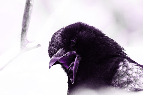 Tongue Screaming Crow Among Light (Purple Tone Photo)