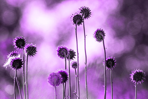 Towering Nodding Thistle Flowers From Behind (Purple Tone Photo)