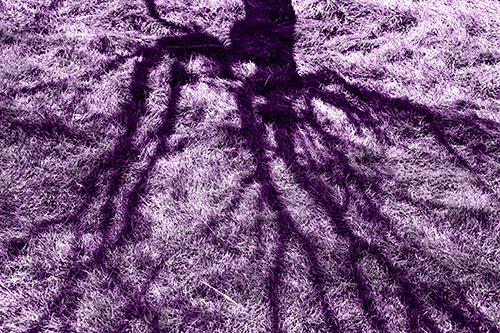 Tree Branch Shadows Creepy Crawling Over Dead Grass (Purple Tone Photo)