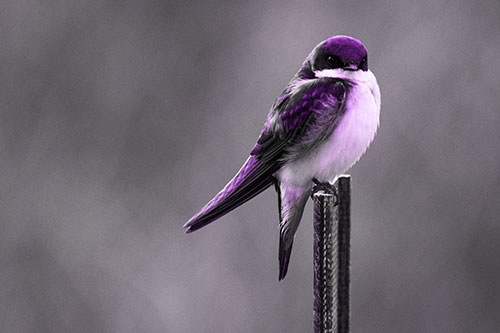 Tree Swallow Keeping Watch (Purple Tone Photo)