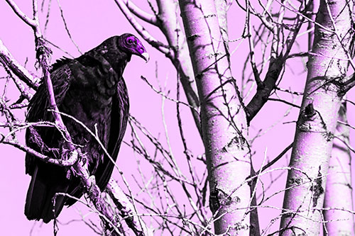 Turkey Vulture Perched Atop Tattered Tree Branch (Purple Tone Photo)