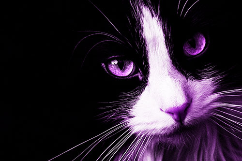 Tuxedo Cat Stares Among Darkness (Purple Tone)