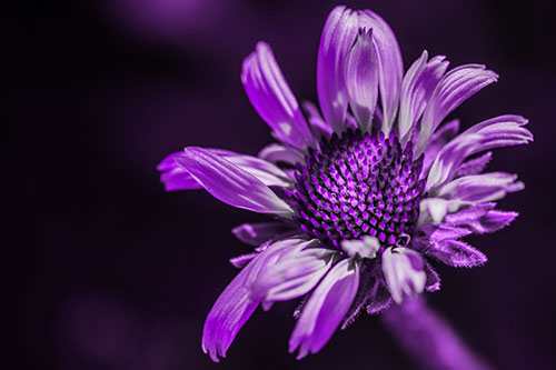 Twirling Petal Coneflower Among Shade (Purple Tone Photo)