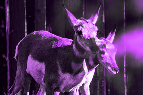 Two Baby Pronghorns Walking Along Fence (Purple Tone Photo)