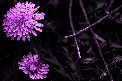 Two Blooming Taraxacum Flowers (Purple Tone Photo)