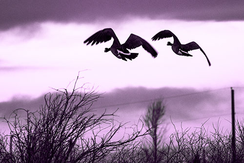 Two Canadian Geese Flying Over Trees (Purple Tone Photo)